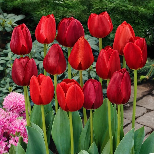 100 red mixed tulip - red,