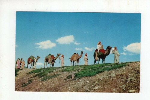 Vintage post card camel - vintage,