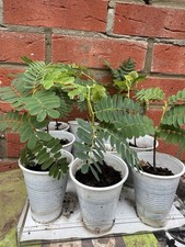 🪴Live Tamarind Tree