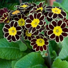 PRIMULA AURICULA GOLD LACE