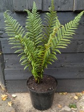 Dryopteris Male Fern 5L Potted Read Description 