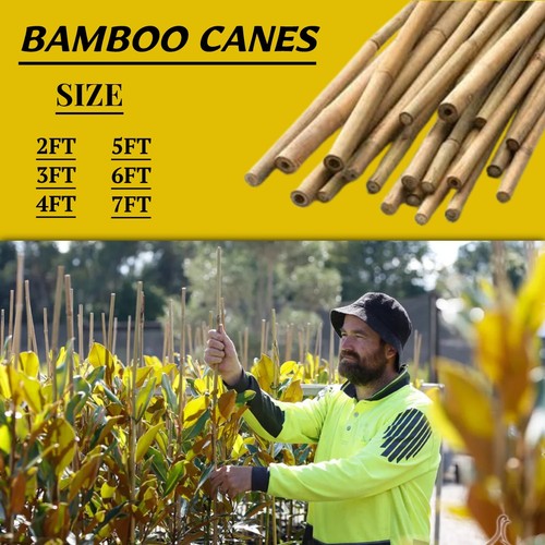 Premium bamboo canes thick - premium,