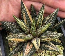Haworthia Hard Leaf