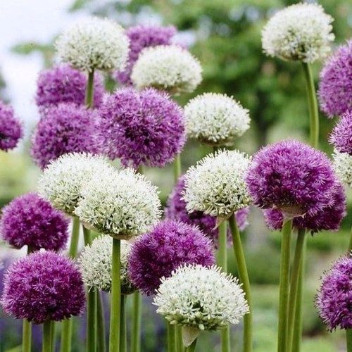 Premium allium purple - allium,