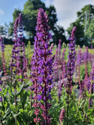 Salvia nemorosa caradonna - nemorosa, 'caradonna'