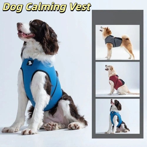 Pet dog calming - dog,