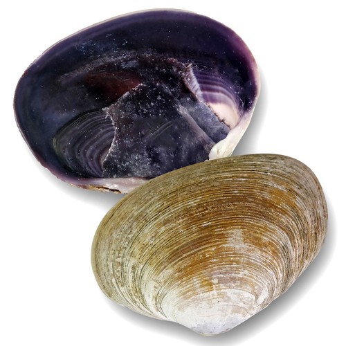 Purple half clam - half, shell