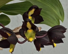 Rare Catasetum tenebrosum orchid plant, not in bloom