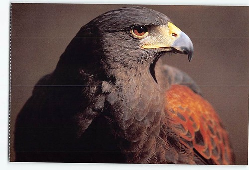 Postcard harris hawk alert - hawk, on