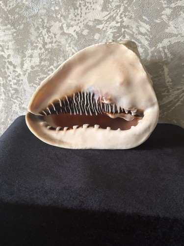 Large natural conch - large, shell