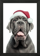 Neapolitan Mastiff Dog with