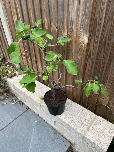 Fig tree brown turkey - fig,