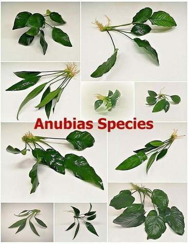 Anubias live aquarium plants - live,