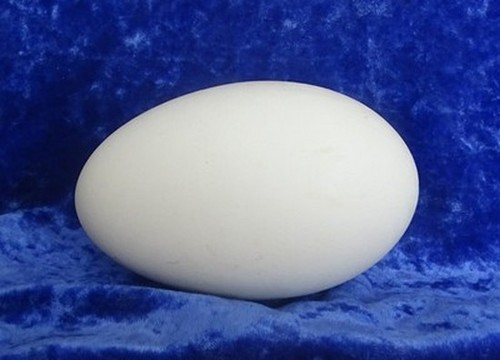 Blown goose eggs - blown,