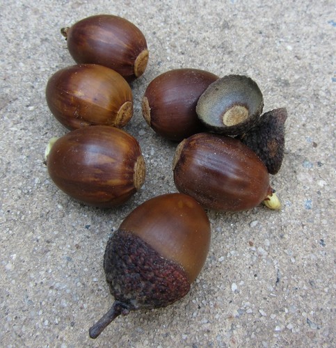 Acorn seeds chestnut oak - acorn,