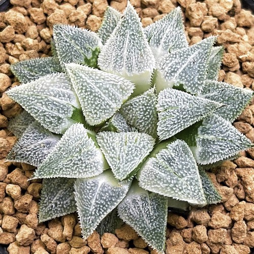5cm succulent plant haworthia - 5cm,