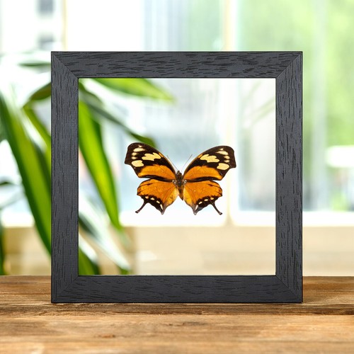 The tiger leaf - leaf-wing, butterfly