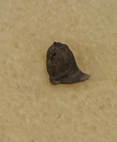 Whale shark tooth lot eocene - whale, lot-