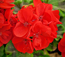 10x Red Geranium Horizon F1