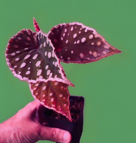 Rare begonia darthvaderiana - begonia, x