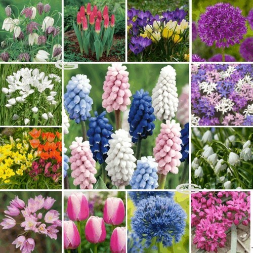 Crocus ixia muscari - muscari, allium