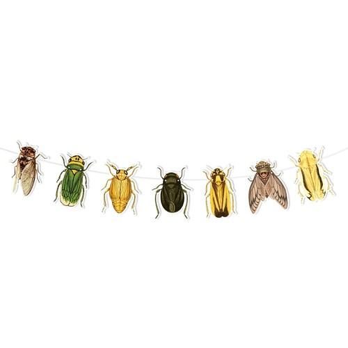 Insect banner beetle - beetle, bunting