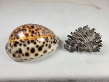 Shells Tiger Cowrie & Murex