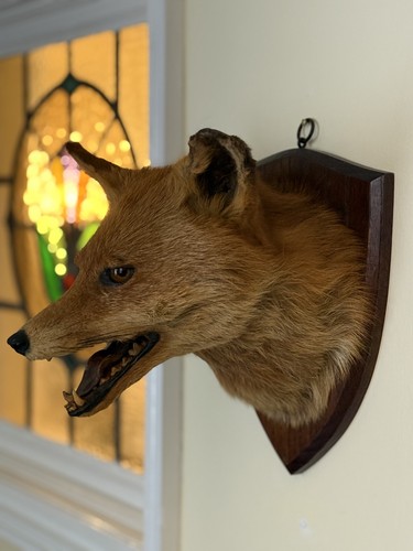 Taxidermy fox head - taxidermy,