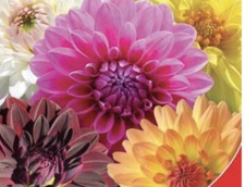 30 x  DAHLIA DOUBLE MIX SEEDS