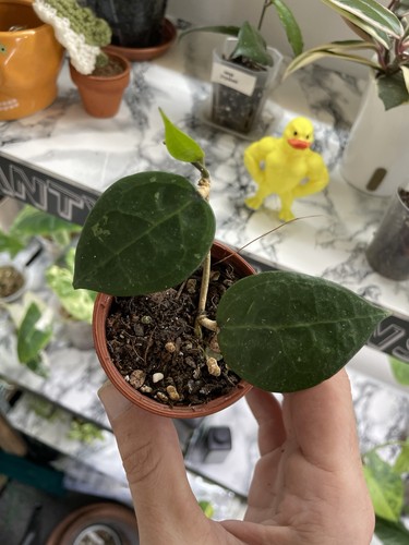 Hoya verticillata black - black, margin