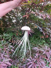 1 x Jellyfish Juncea Air Plant in Sea Urchin. Floating houseplant