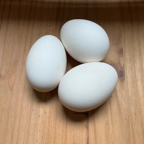 Blown goose eggs clean - 🪿3,