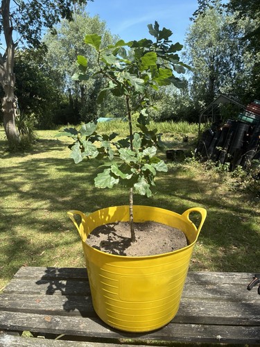 English oak tree - english,