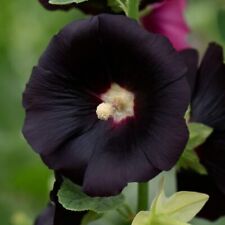 Black Hollyhock 'Blacknight' -