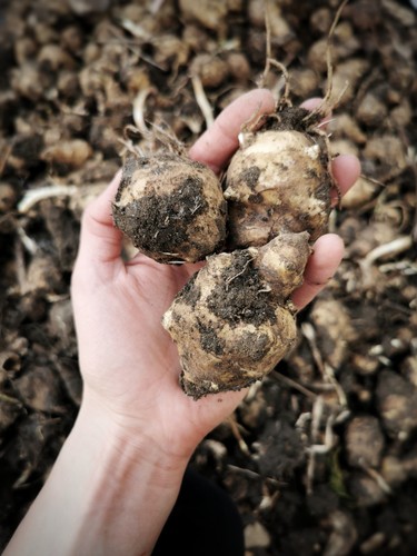 1kg organic jerusalem - 1kg,