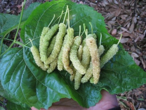 10x pakistan white - 10x, mulberry