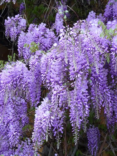 Chinese wisteria tree - x,