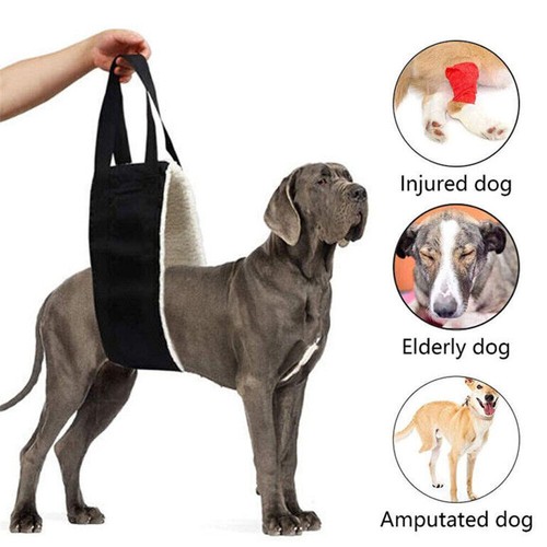 Large dog mobility aids - large,