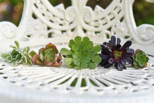 Selection box aeonium - of,