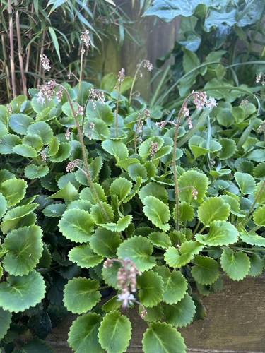 Fresh london pride cuttings - fresh,