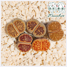 Lithops-julii-'Kikusiyo-Giyoku