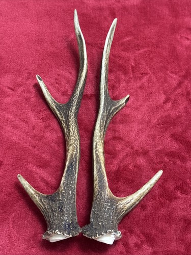 Pair sika deer antlers - deer,