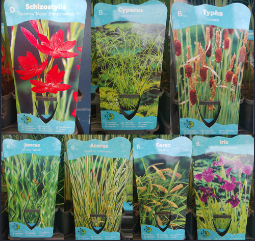 Marginal pond water - , bog