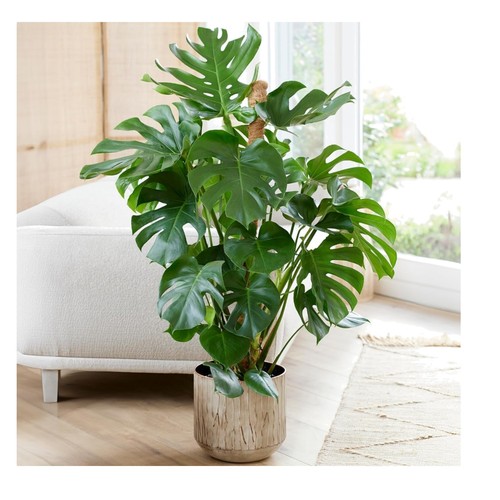 Monstera swiss cheese plant - cheese,