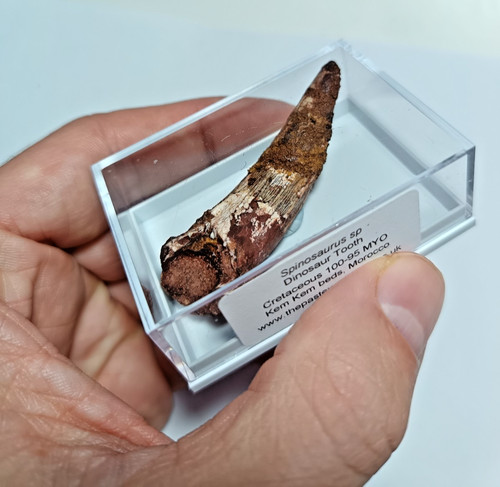 Cretaceous spinosaurus - cretaceous,