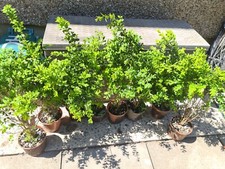 Buxus Box Sempervirens hardy