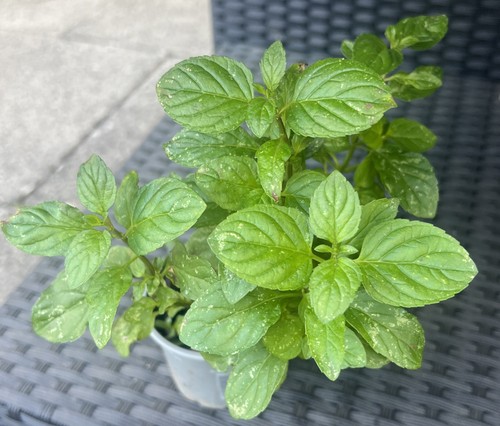 Garden mint plant 8cm - garden, pot