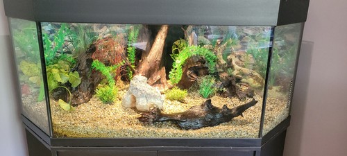 Juwel trigon 350 - trigon, aquarium