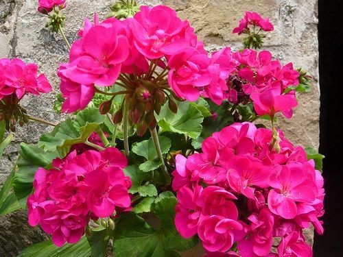 Geranium pelargonium trend - geranium,
