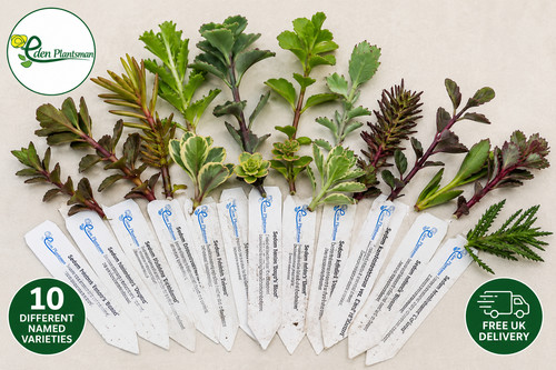 Sedum cuttings different - cuttings, 10